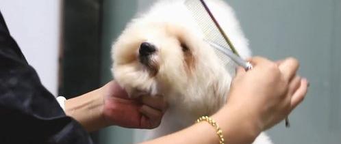 海淀区皂君庙周边宠物美容哪好 附近的宠物美容