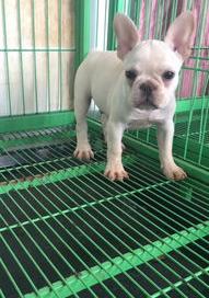 法国斗牛犬喂多久才成年 法牛狗能长多大