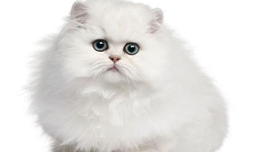 波斯猫的眼睛是什么颜色的？ 波斯猫什么颜色