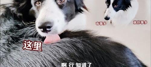 刚抱回来两天的边牧，狗狗四十天，吃掉了半片绿萝叶子，有没有危险？另外狗狗可以洗澡了吗？急！急！急！ 40天的边牧可以教什么