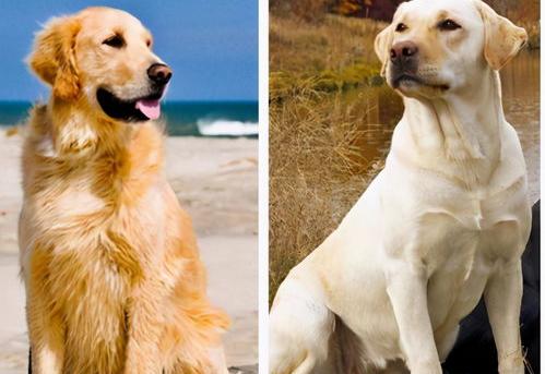 拉布拉多和金毛交配生出狗的颜色？ 拉布拉多犬和金毛犬配种怎么样