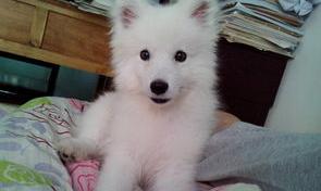 有狐狸犬这种品种的狗吗？ 银狐犬是狗和狐狸生的吗