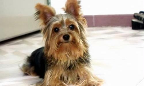 纯种约克夏梗幼犬多少钱？ 约克夏梗幼犬