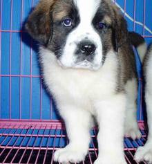 圣伯纳犬幼崽大概多少钱一只？ 圣伯纳多少钱