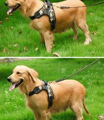 10大名犬？ 名狗大型