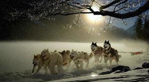 哈士奇能拉雪橇吗？ 哈士奇拉雪橇的领头犬