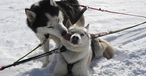 雪橇犬为什么不怕冷？ 雪橇犬为什么睡在雪里