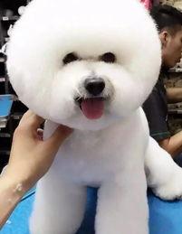 智商最高狗狗？ 智商最高的犬类