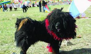 什么品种狗最大最凶？ 大型犬品种大全凶猛