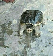 家中养鳄鱼龟有好处吗？ 家里养鳄龟好吗