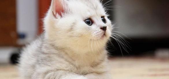 猫咪的品种及特征？ 常见的宠物猫的品种
