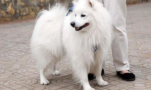 银狐犬怎么养？ 银狐犬幼犬怎么养
