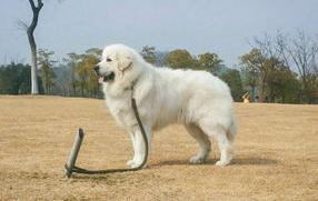 萨摩耶犬的最高智商相当于人类几岁水准？ 大白熊犬智商等于几岁小孩
