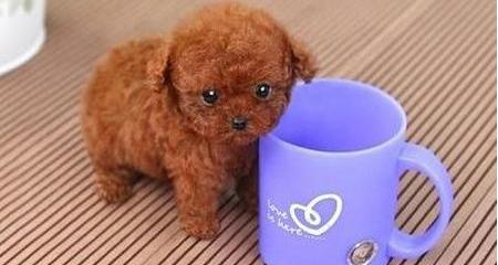 茶杯泰迪犬好养吗？ 茶杯泰迪犬大全