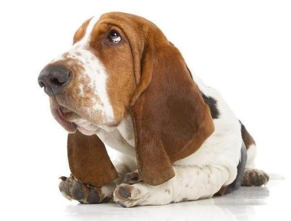 什么是巴吉度犬（BassetHound)？ 巴吉度猎狗