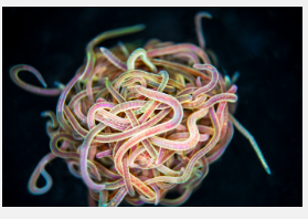 解开蠕虫结背后的数学原理