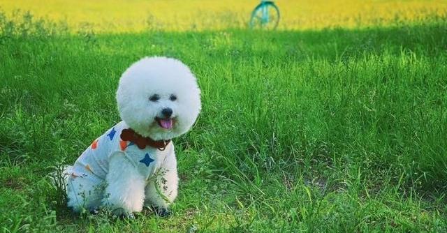 比熊犬有什么优缺点？ 比熊狗的缺点