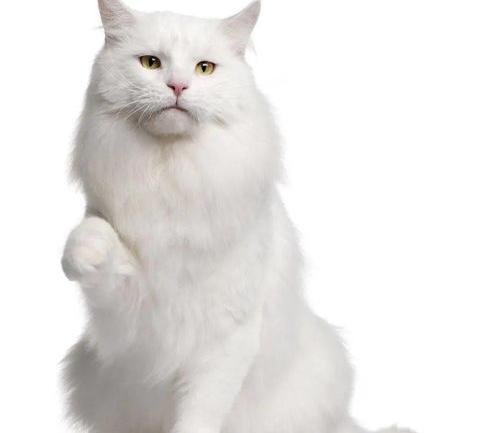 云南土猫是谁? 山东狮子猫是土猫
