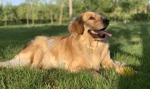 金毛幼犬的40多天的特征。外貌，体型，等等……求专家给我说下？ 金毛幼犬特点