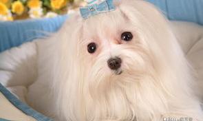 马尔济斯犬多久成年啊？ 马尔济斯犬成年