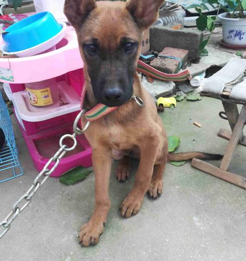 德牧是大型犬吗？ 德牧犬是大型犬吗