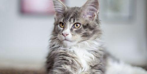 之前不会咬人的小猫为什么突然会咬人了？ 猫为什么会突然咬主人一口
