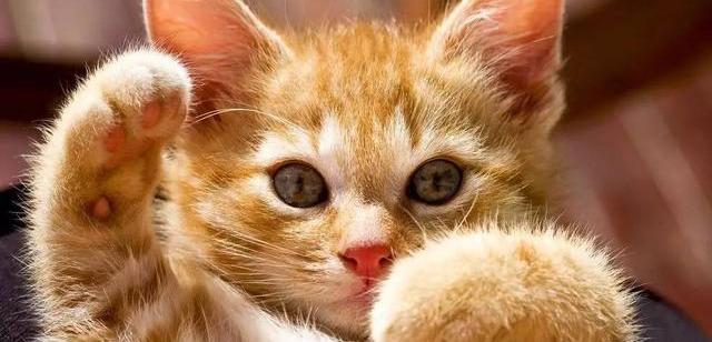 小猫感冒症状能自愈吗，小猫感冒几天能好，小猫感冒症状能自愈吗？ 猫感冒一般几天自愈