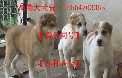 中亚牧羊犬怎么样？ 纯种中亚牧羊犬出售
