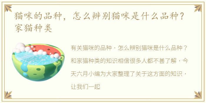 猫咪的品种，怎么辨别猫咪是什么品种？ 家猫种类