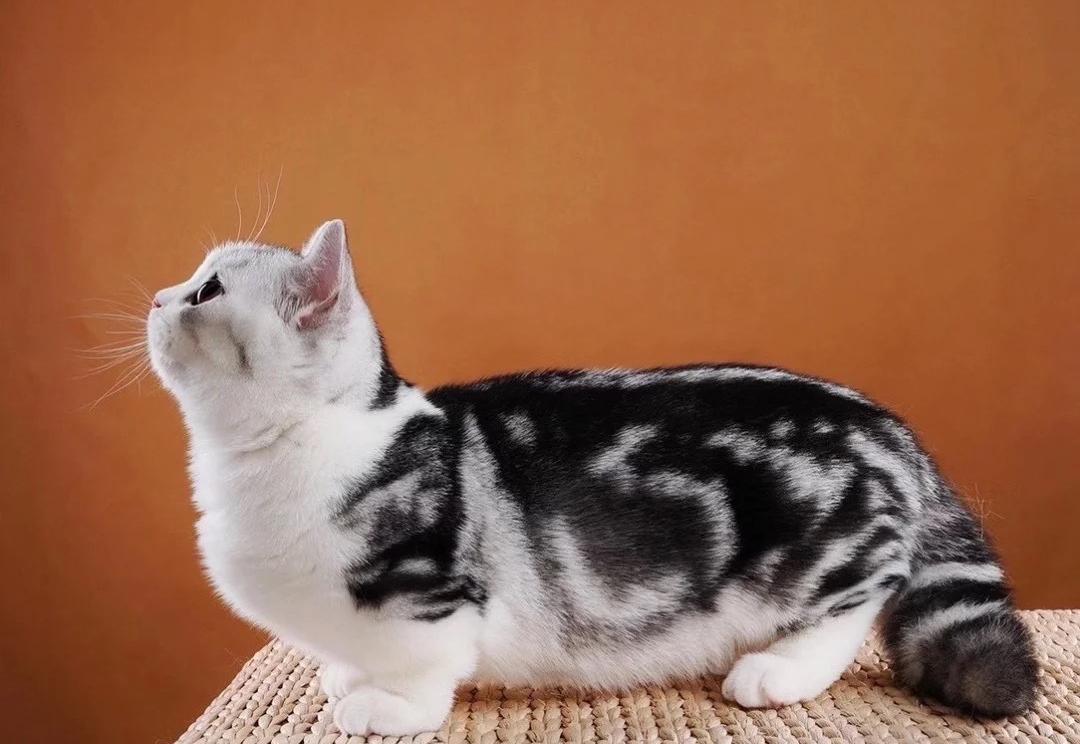 曼基康猫智商排名？ 曼基康猫的寿命