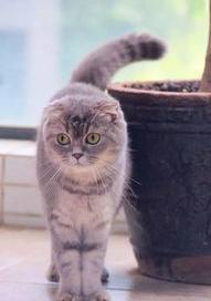 折耳猫会遗传后代吗？ 折耳猫遗传公式
