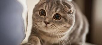 苏格兰折耳猫有什么常见的遗传病呢 苏格兰折耳猫遗传病
