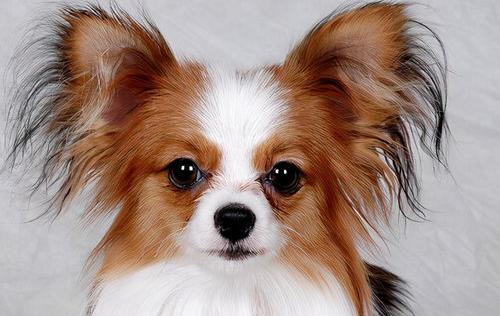 蝴蝶犬掉毛掉得厉害吗？ 蝴蝶犬掉毛严重吗