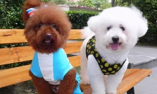 泰迪和比熊是同个犬种吗？ 比熊犬是泰迪吗