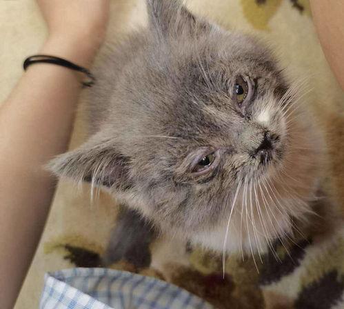 重庆哪里免费领养狗狗的地方 重庆免费领养猫咪的正规机构