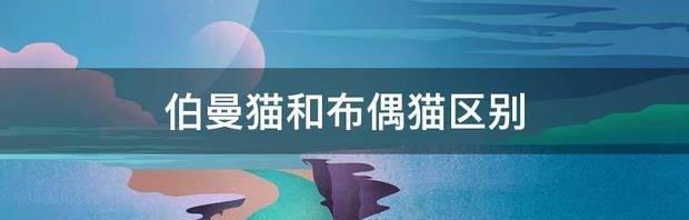 伯曼猫的和布偶猫区别？ 伯曼猫和布偶猫的区别