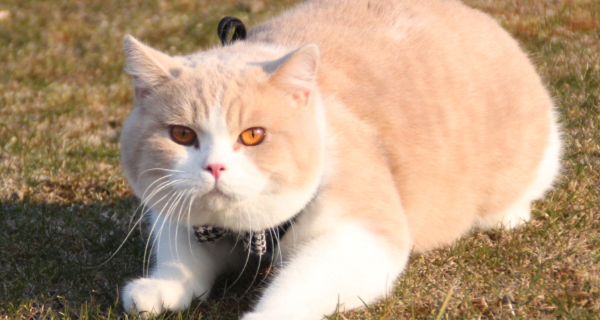 狗和猫一共有多少品种，还有所叫什么名字全部的名字写出来？ 猫猫种类大全