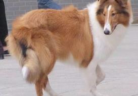1岁的纯种苏格兰牧羊犬大概多少钱？ 苏格兰牧羊犬市场价