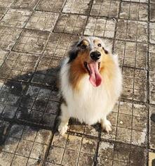 陨石色苏牧好看吗？为什么那么贵？ 陨石苏牧好不好