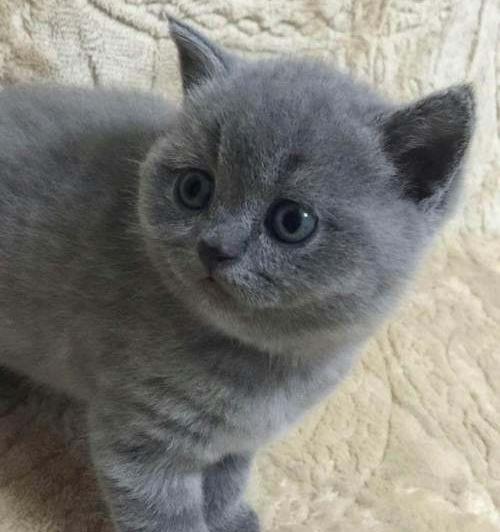 饲养英短蓝猫的方法？ 英短蓝猫的资料