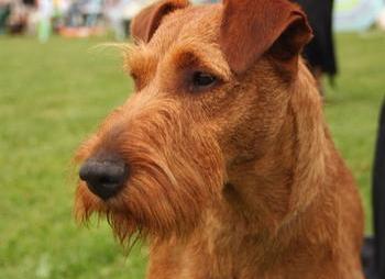 消防犬高清完整版电影 消防犬