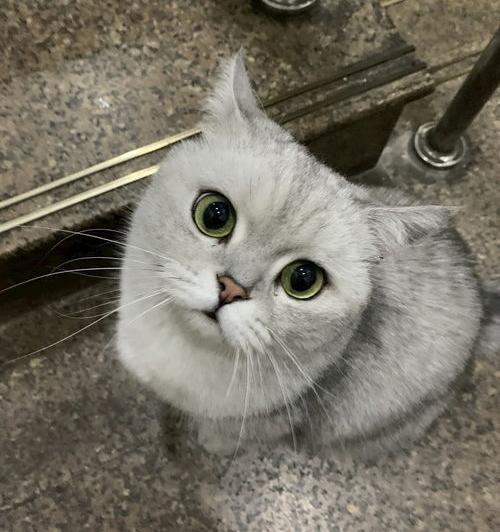 银渐层是什么猫？ 银渐层是什么猫