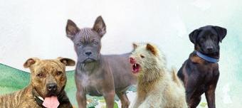 中国的十大名犬它们在什么地方？ 中国四大猎犬第一名