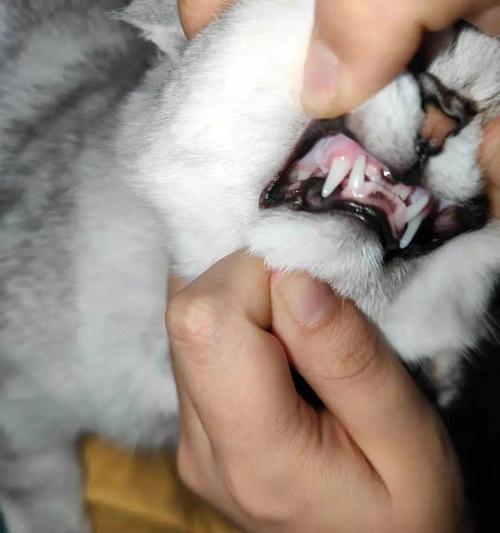 猫抽搐四腿乱蹬流口水 猫流口水是什么病的前兆