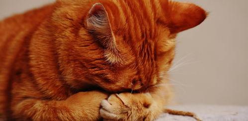为什么猫咪吃饱就跟发疯了似的？ 疯猫的症状