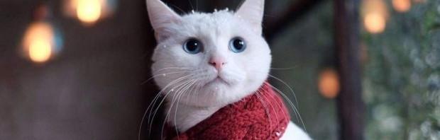 中华田园猫为什么这么多？ 十大中华田园猫
