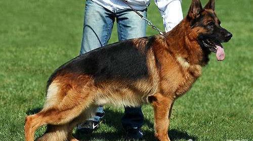 中国的警犬有哪些品种？ 世界警犬品种排行榜
