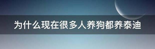 灰泰迪适合什么人养？ 养泰迪的都是什么人