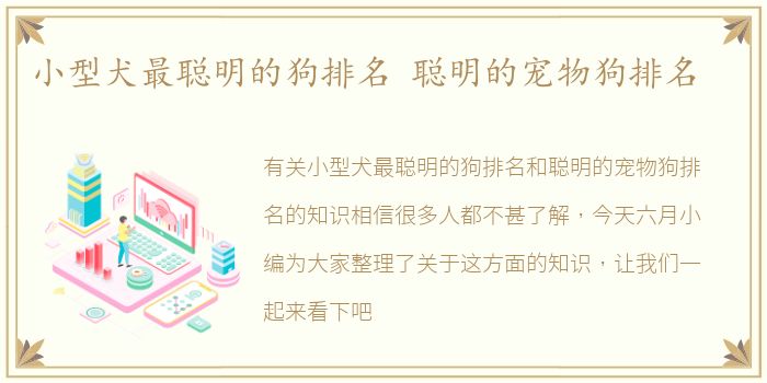 小型犬最聪明的狗排名 聪明的宠物狗排名