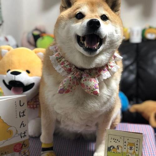 日本柴犬和中国柴犬的区别 小体柴犬和普通柴犬区别